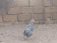 Chickens — عکس 3