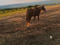 Kuda betina, Horses — foto 5