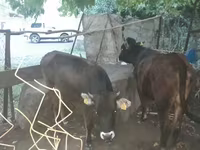 Vaca, Bovinos — foto 1
