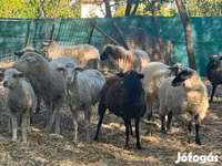 میش, گوسفند — عکس 3