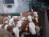 Býk, Simmental cattle — foto 3