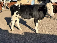 گاو ماده, Russian Black pied cattle — عکس 1