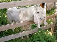 பெண் வெள்ளாடு, Nubian Goat — புகைப்படம் 8