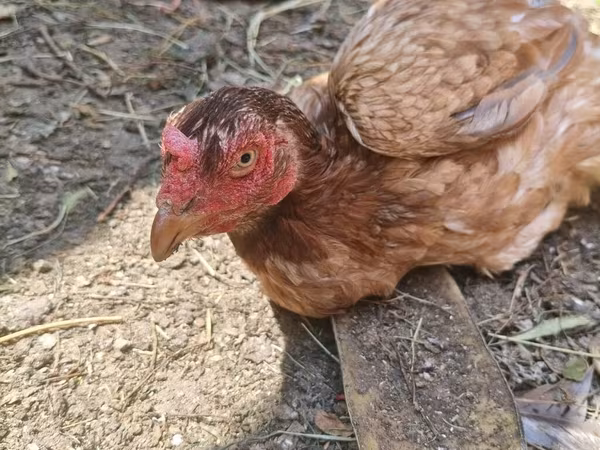 Chickens