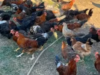 Chickens — รูปภาพ 5