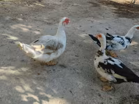 มัสโกวีพันธุ์บ้าน — รูปภาพ 2