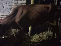 Lembu ternakan (lot, jantina tidak dinyatakan), Cattle — foto 2