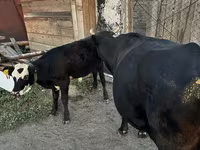 İnek, Latvian Blue cattle — foto 3