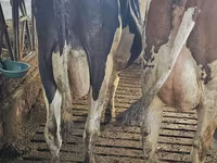 Vache, Race Holstein — photo 3