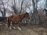 Merrie, Kazakh horse — foto 8
