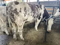 Vacă, Simmental cattle — foto 5