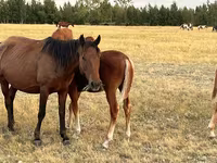 ሴት ፈረስ, Horses — ፎቶ 4