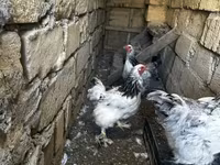 براهما — عکس 5