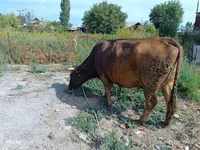 İnek, Alatau ırkı — foto 1