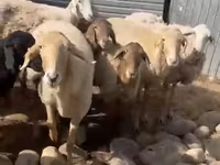 Schaf, Arashan sheep — Foto 5