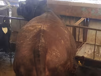 گاو ماده, Swiss cattle — عکس 3
