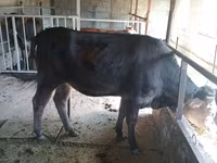 Lo’, Simmental cattle — sawirka 7