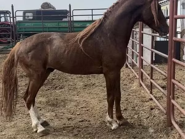 حصان, Arabian horse
