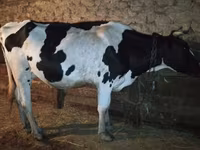 Kuh, Holstein-Rasse — Foto 1