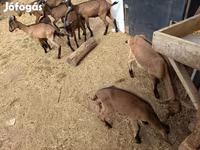 Buk, Alpine goat — foto 8
