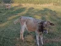 Boğa, Russian Black pied cattle — foto 1