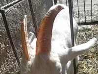 Kambing betina, Saanen goat — foto 8