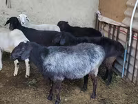 Biri-biri betina, Sheep — foto 1