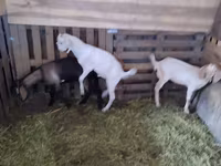 بز نر, Nubian Goat — عکس 3