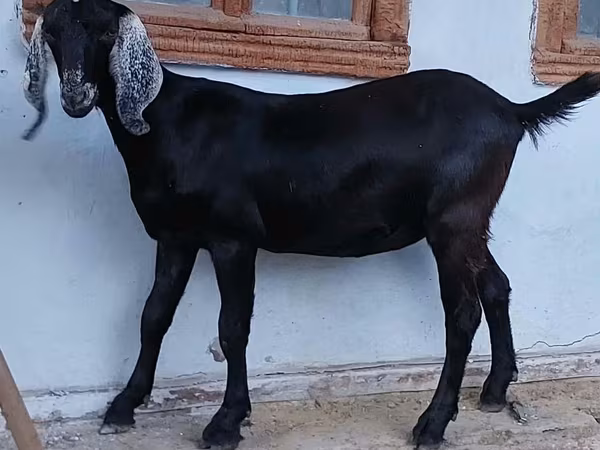 Geit, Nubian Goat