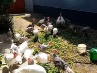 Turkeys — 1. fotó