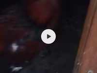Chickens — عکس 6
