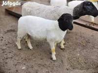 Kambing jantan, Dorper sheep — foto 3