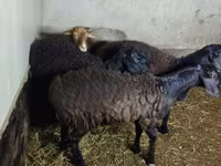 Ovce, Hissar sheep — foto 6