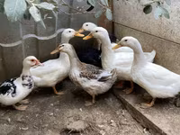 Nemački pekin — fotografija 1