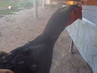 Chickens — foto 3