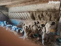 วัวตัวเมีย, Russian Black pied cattle — รูปภาพ 3