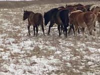 گھوڑی, Horse breed — تصویر 4