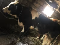 ثور, Russian Black pied cattle — الصورة 1