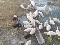 Ducks — foto 2