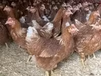 Chickens — foto 1