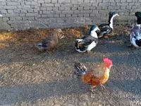 Ducks — foto 2