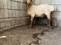 Beran, Hissar sheep — foto 1