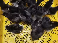 Australorp — foto 4