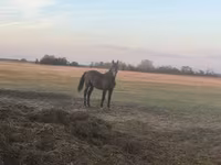Hengst, Nonius horse — Foto 4