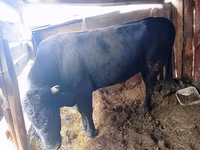 Lembu jantan, Aberdeen-Angus — foto 1