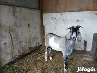Kambing jantan, Nubian Goat — foto 3