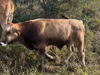 Krowa, Bydło — zdjęcie 5