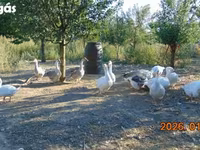 آمریکن بوف — عکس 3