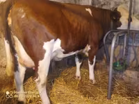 Lembu betina, Simmental cattle — foto 4