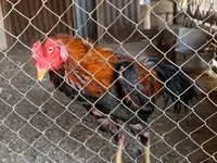 Chickens — عکس 2